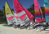 Cats on Managaha during the Lagua Regatta